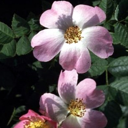 Rosa Canina (honds roos)